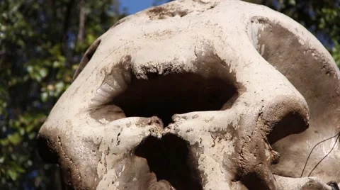 Elephant skull Video stock 51460244