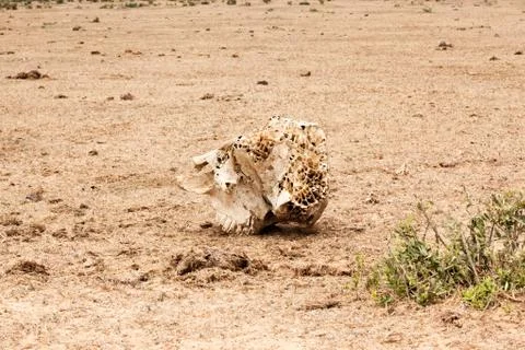 Elephant skull Stock Photos