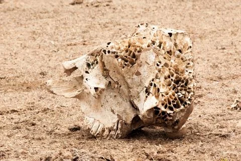 Elephant skull Stock Photos