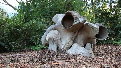 Elephant Skull Skeleton Stock Footage 71366725