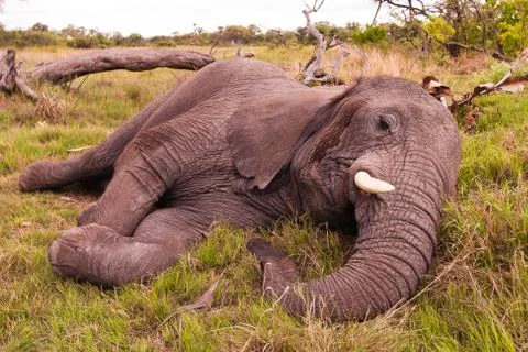 Elephant sleeping Stock Photos