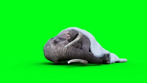 Elephant sleeps under a blanket. Realistic 4k green screen animation. Vídeos de archivo 263932033