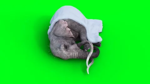 Elephant sleeps under a blanket. Realistic 4k green screen animation. Vídeos de archivo 263932043
