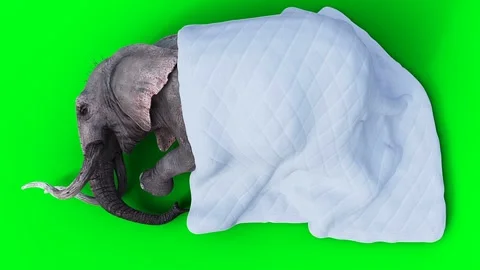 Elephant sleeps under a blanket. Realistic 4k green screen animation. 動画素材 263932191