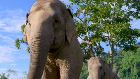 Elephant Slow Motion of towering elephant walking towards camera Stock Footage 290955866
