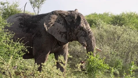 Elephant slow motion walking Stock-Footage 236572735