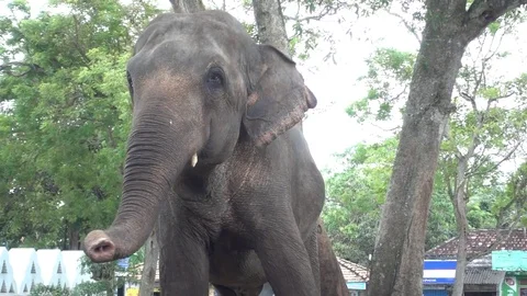 Elephant slowmotion Stock Footage 82313887