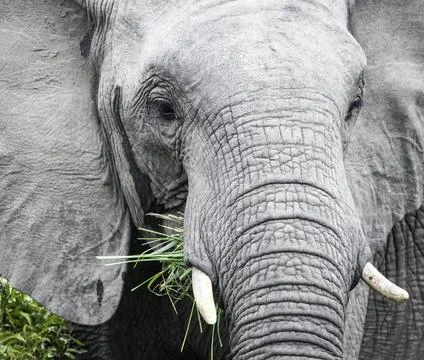Elephant with small tusks eats a bunch of grass close-up. Stock-Fotos