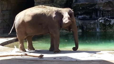 Elephant Snacks and Walks by Pool Video stock 76007713