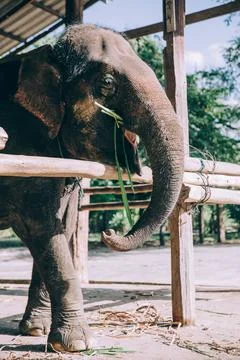 Elephant snacks on bamboo Stock Photos