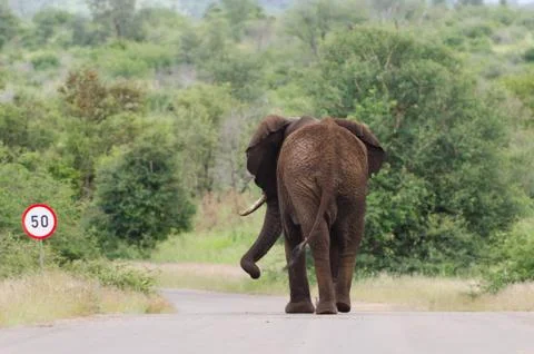 Elephant speed limit Stock Photos