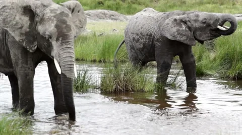 ELEPHANT SPLASH Video stock 48769716