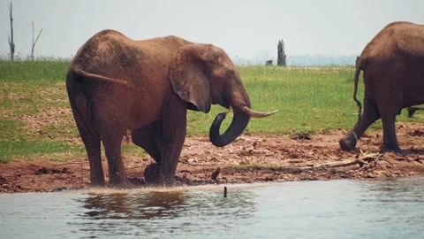 Elephant splash Stock Footage 278981072