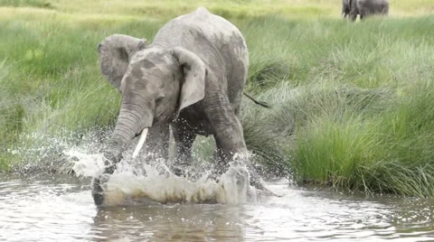 Elephant Splash In Water With Trunk Video stock 51940920