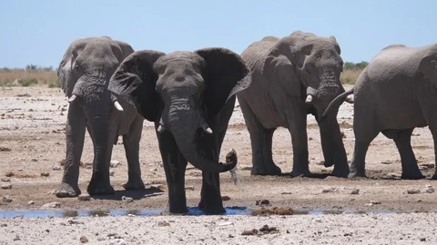 Elephant splashes himself with mud Video stock 121836094