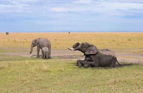 Elephant splashes in a muddy puddle trying to escape from the heat Stockfoto's