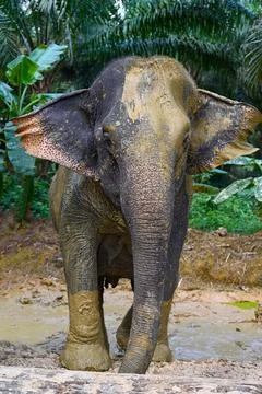 Elephant splashes in a muddy puddle trying to escape from the heat Foto stock
