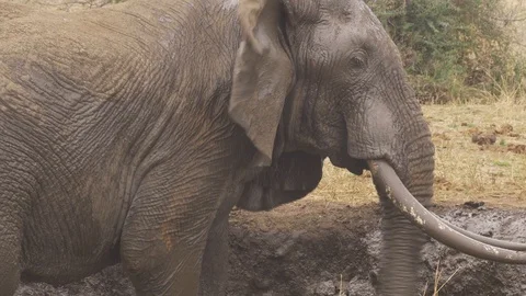 Elephant splashing in the mud Stock Footage 130089525
