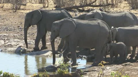 Elephant splashing water 库存影片 10868525