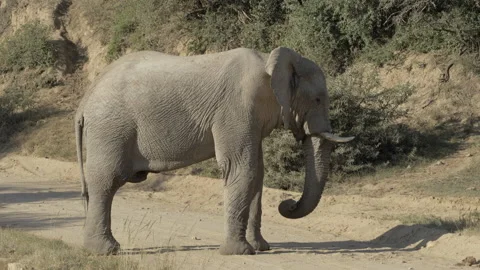 Elephant Spraying Dust on itself Stock Footage 156068238