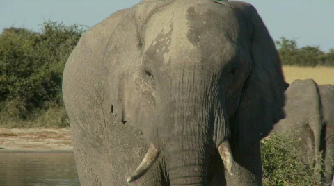 Elephant spraying mud 库存影片 482141