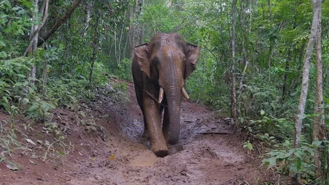 Elephant spraying mud with his trunk onto his body to cool down Stock Footage