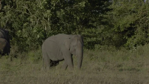 An elephant spraying mud on its body Stock Footage 294406423