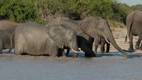 Elephant spraying water Stock Footage 314234462