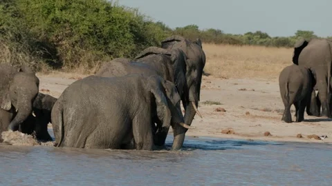 Elephant spraying water in slow motion Stock Footage 314234474