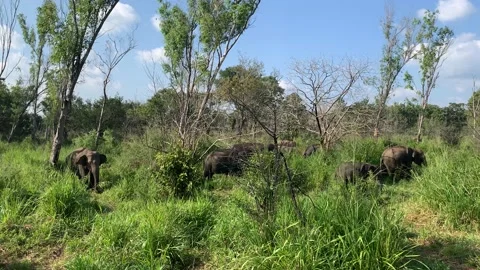 Elephant in Sri Lanka Video stock 174911869