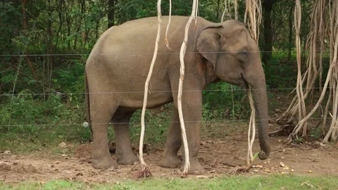 Elephant in Sri Lanka 動画素材 174920960