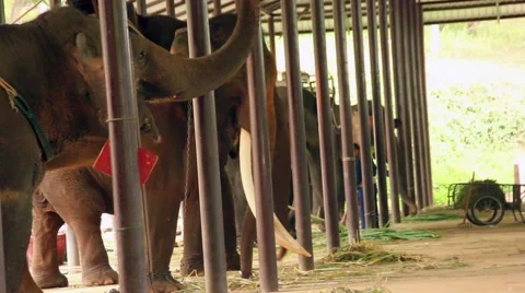 Elephant Stable Bangkok Stock-Footage 55432314