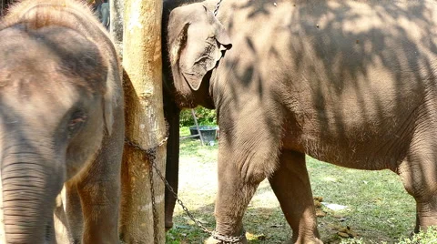 Elephant in stable at Mae Sa elephant camp Stock Footage 62194054