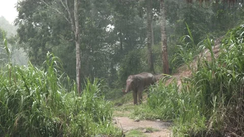 Elephant Standing among Raining in Forest Stock Footage 141184099