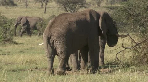 Elephant standing and leaning on 3 legs Stock Footage 12658199