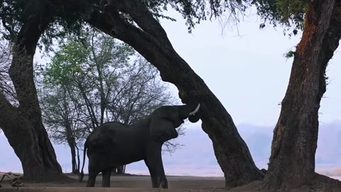 Elephant Standing Beneath Large Forest Tree Stock Footage 321837498