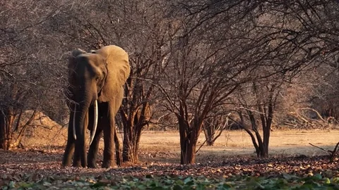Elephant Standing Beneath Large Forest Tree Video stock 321837622