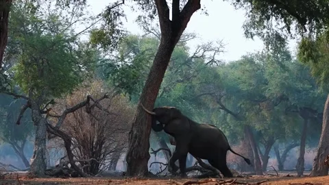 Elephant Standing Beneath Large Forest Tree Video stock 321837786