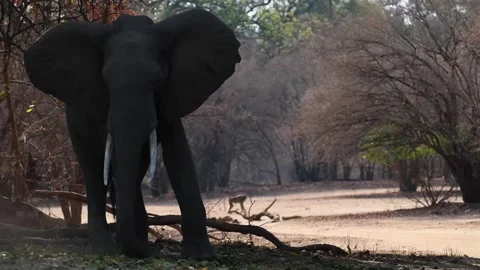 Elephant Standing Beneath Large Forest Tree Stock Footage 321840854