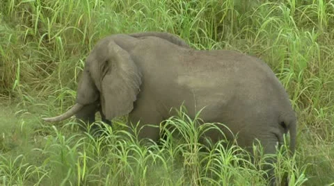 Elephant standing between grass in Niassa Reserve, Mozambique. Stock Footage 10788636