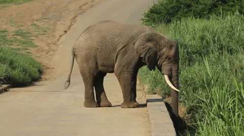 A elephant standing on a bridge. Stock Footage 20469098
