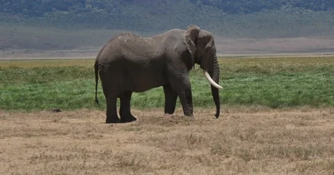 Elephant Standing Stock Footage 60384785