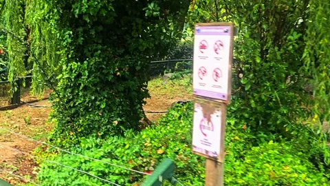 A elephant that is standing. Stock Footage 282631909