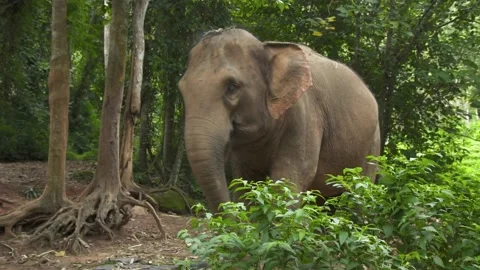 Elephant standing in forest park Stock Footage 141183200