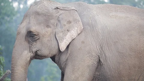 Elephant standing in front of misty forest in Nepal Video stock 92713102