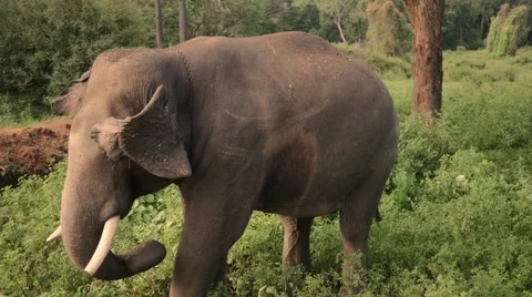 Elephant standing on grass Video stock 60820995