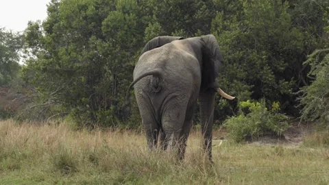 A elephant that is standing in the grass Stock Footage 155355760