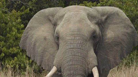 A elephant that is standing in the grass Stock Footage 155357433