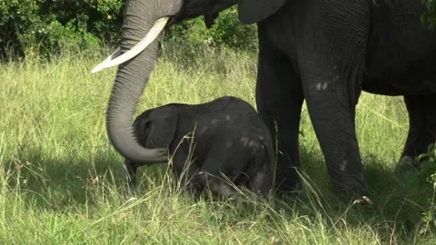 A elephant that is standing in the grass Stock Footage 155393945