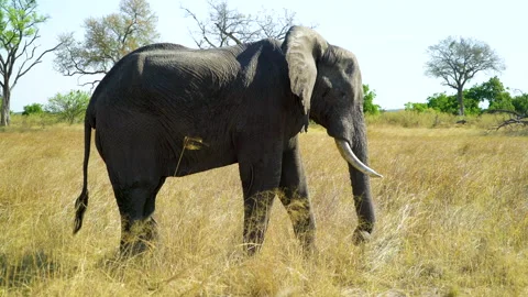 Elephant standing in Grass Okavango Delta Botswana Stock Footage 135250006
